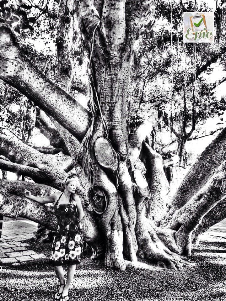 The Banyan Tree in Lahaina.